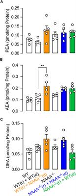 Genetic Blockade of NAAA Cell-specifically Regulates Fatty Acid Ethanolamides (FAEs) Metabolism and Inflammatory Responses